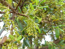 Image of Cork Oak