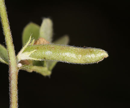 Image de Acmispon wrangelianus (Fisch. & C. A. Mey.) D. D. Sokoloff