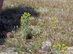 Image of Kern tarweed