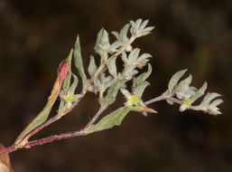 Image of false spikeflower