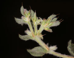 Image of false spikeflower