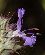 Imagem de Salvia carduacea Benth.