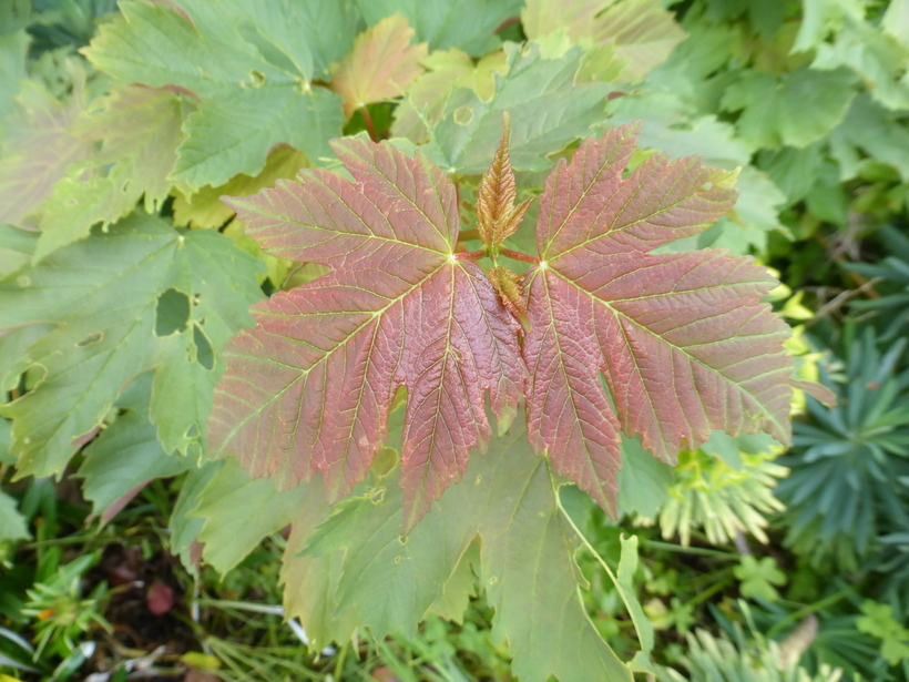 Image of sycamore maple