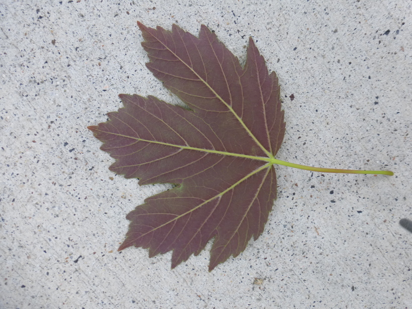 Image of sycamore maple