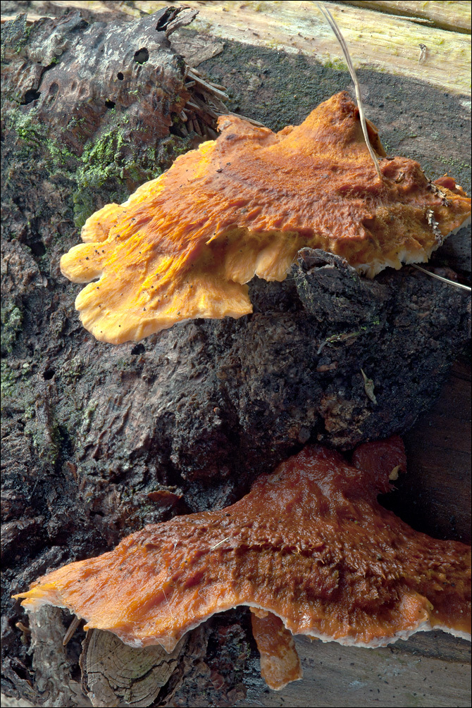 Image of Pycnoporellus fulgens (Fr.) Donk 1971