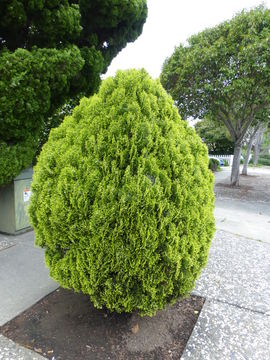 Image of <i>Thuja orientalis</i>