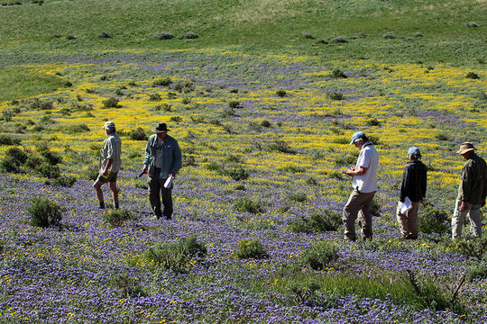 Phacelia ciliata Benth.的圖片