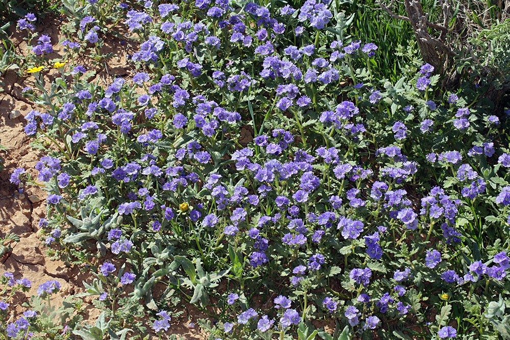 Phacelia ciliata Benth.的圖片