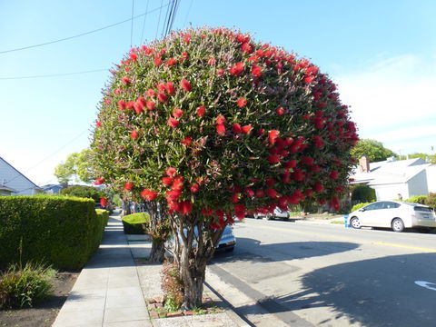 صورة Callistemon citrinus (Curtis) Skeels