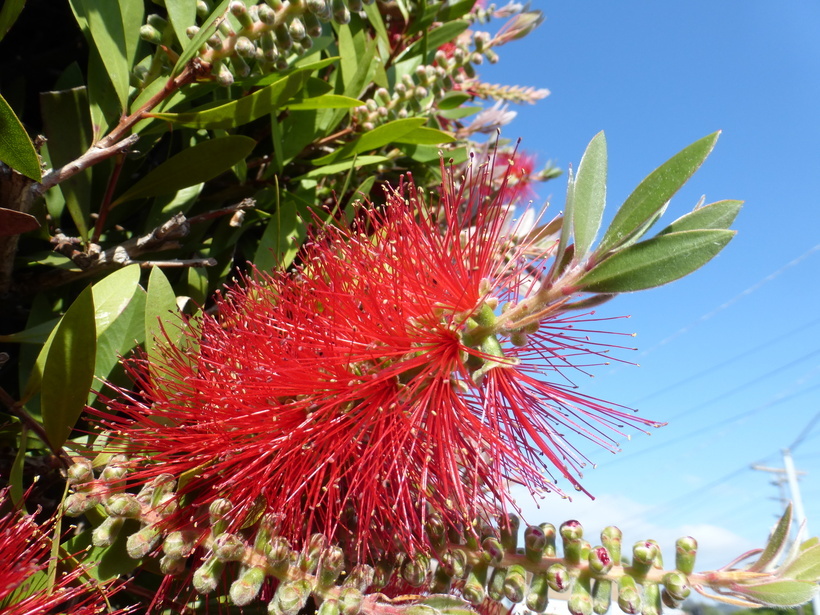 Image of crimson bottlebrush