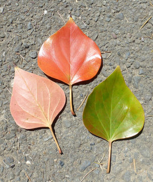 Image of Exbucklandia populnea (R. Br. ex Griff.) R. W. Brown