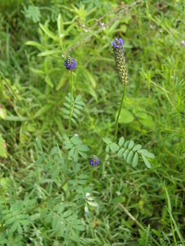 Image of Dalea obreniformis (Rydb.) Barneby