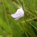 Image of Utricularia livida E. Mey.