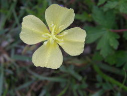 Imagem de Oenothera pubescens Willdenow ex Spreng.