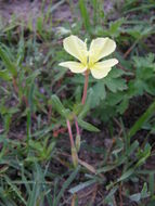 Imagem de Oenothera pubescens Willdenow ex Spreng.