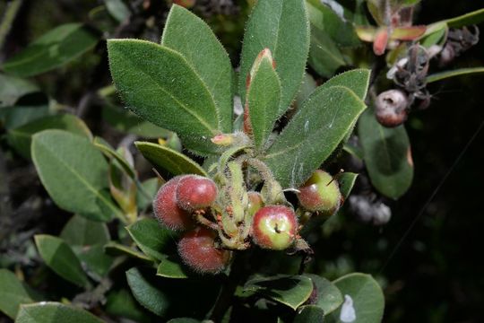 Image of woollyleaf manzanita