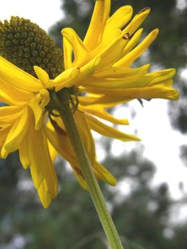 Image of Ratibida mexicana (S. Wats.) Sharp