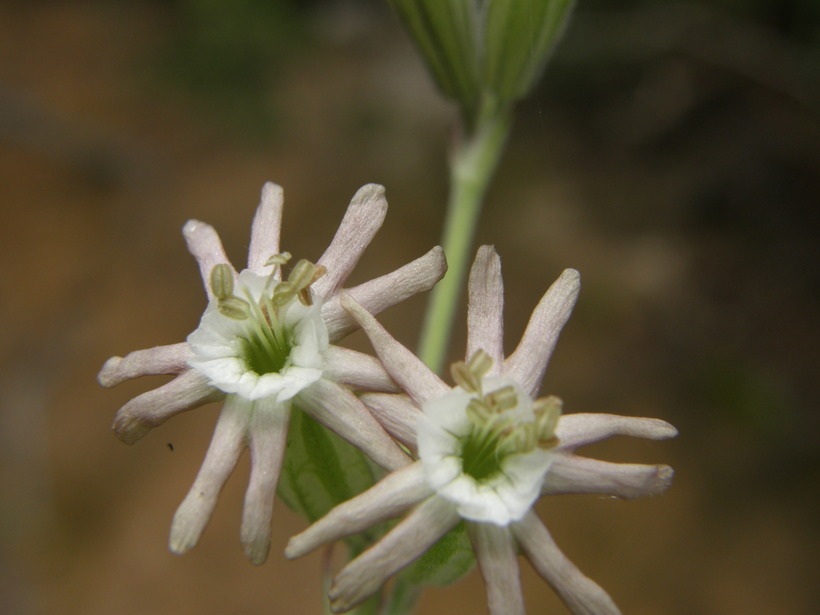 Image of simple campion