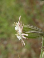 صورة Silene scouleri subsp. pringlei (S. Wats.) C. L. Hitchcock & Maguire