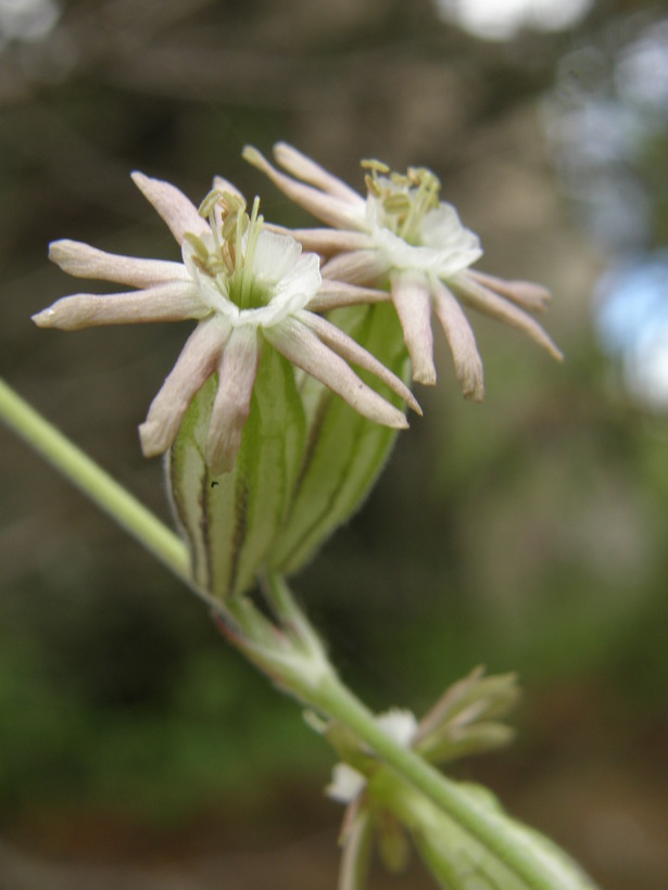 صورة Silene scouleri subsp. pringlei (S. Wats.) C. L. Hitchcock & Maguire