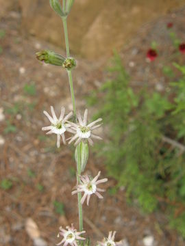 Image of simple campion