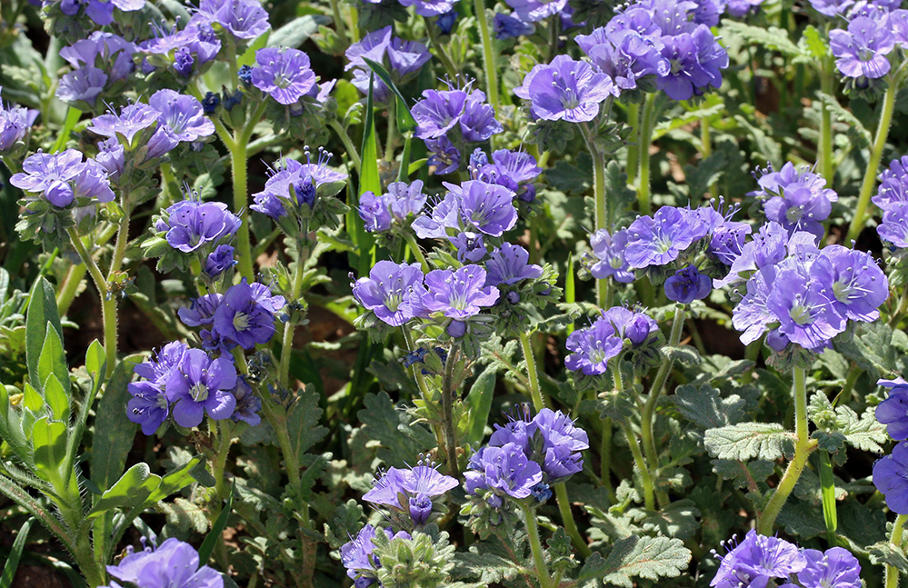 Phacelia ciliata Benth.的圖片