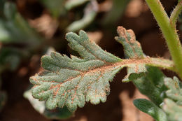 Phacelia ciliata Benth.的圖片