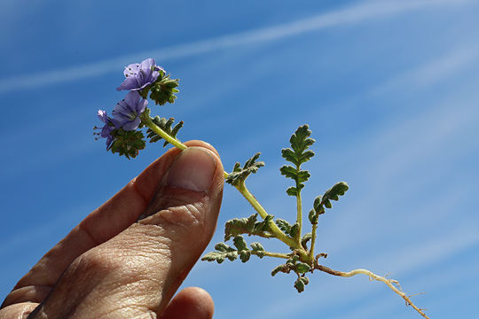 Phacelia ciliata Benth.的圖片