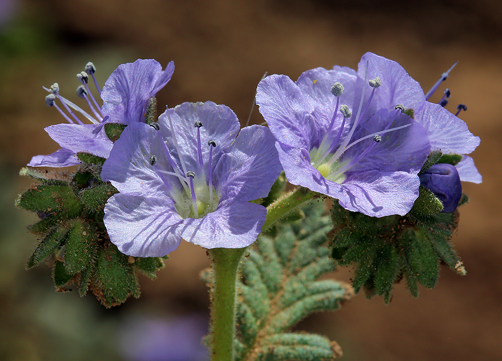 Phacelia ciliata Benth.的圖片