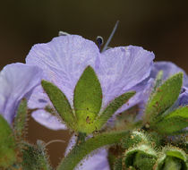 Phacelia ciliata Benth.的圖片