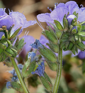 Phacelia ciliata Benth.的圖片