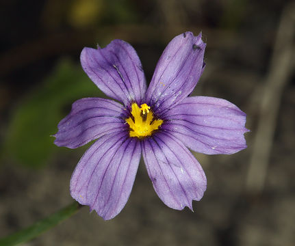 Sisyrinchium halophilum Greene的圖片