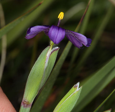 Sisyrinchium halophilum Greene的圖片