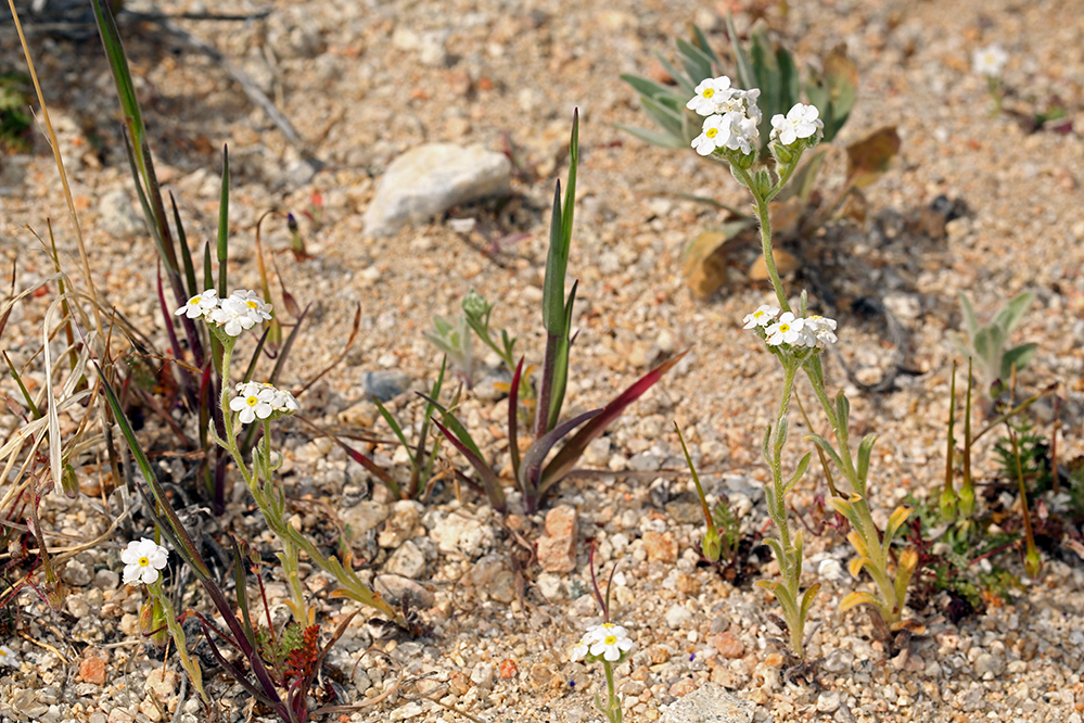 Image of Mojave cryptantha