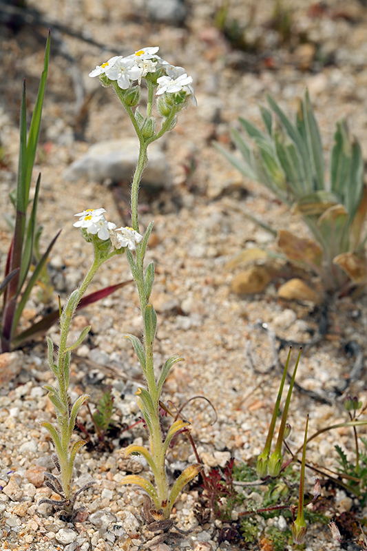 Image of Mojave cryptantha