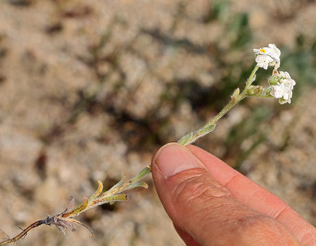 صورة Cryptantha mohavensis (Greene) Greene