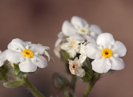 Image of Mojave cryptantha