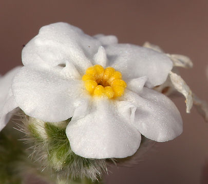 صورة Cryptantha mohavensis (Greene) Greene