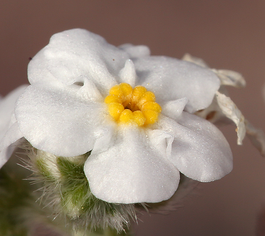 Image of Mojave cryptantha