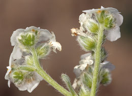 Image of Mojave cryptantha