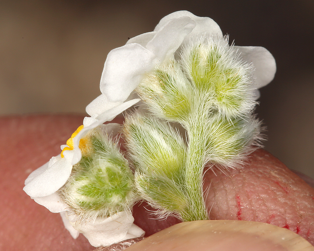 Image of Mojave cryptantha