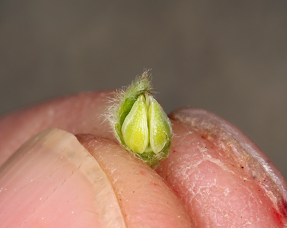 Image of Mojave cryptantha