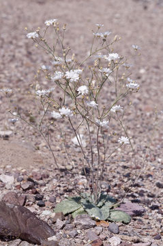 Image of parachute plant