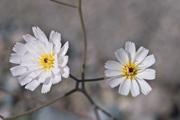 Image of parachute plant