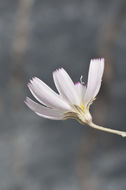 Image of parachute plant