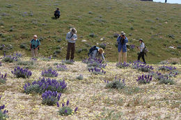 Image of mountain bush lupine