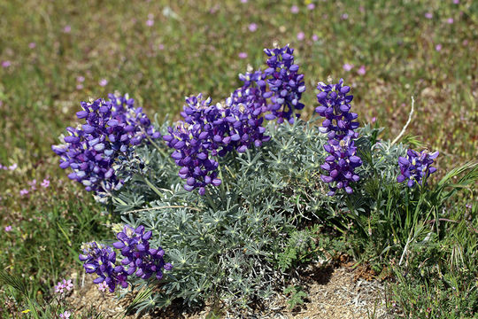 Imagem de Lupinus excubitus subsp. austromontanus (A. Heller) R. M. Beauch.