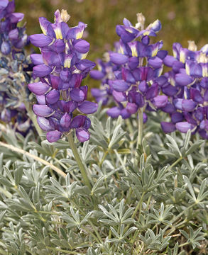 Image of mountain bush lupine