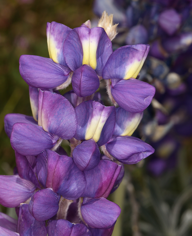 Imagem de Lupinus excubitus subsp. austromontanus (A. Heller) R. M. Beauch.