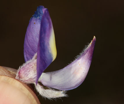 Image of mountain bush lupine